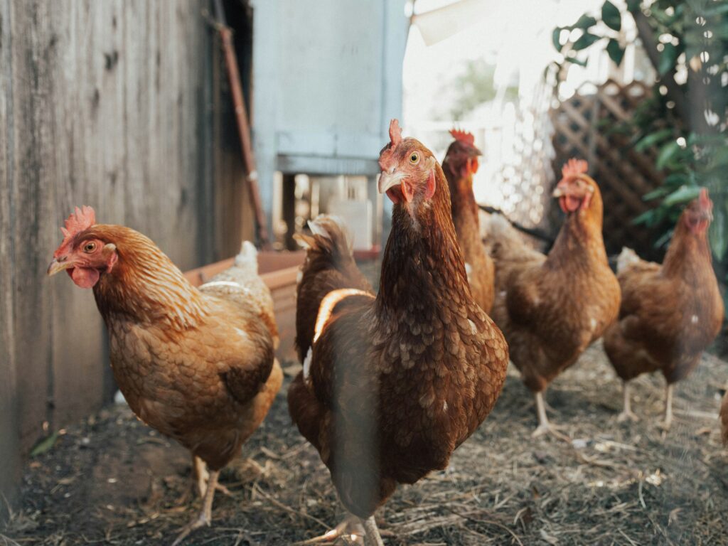 revolutionarychicken